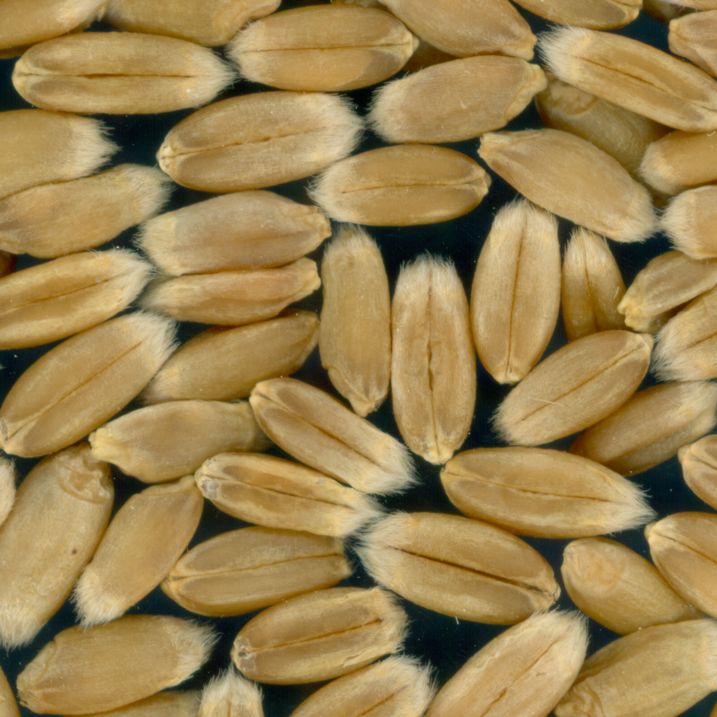 Click for 1 image(s) for this accession. KERNELS